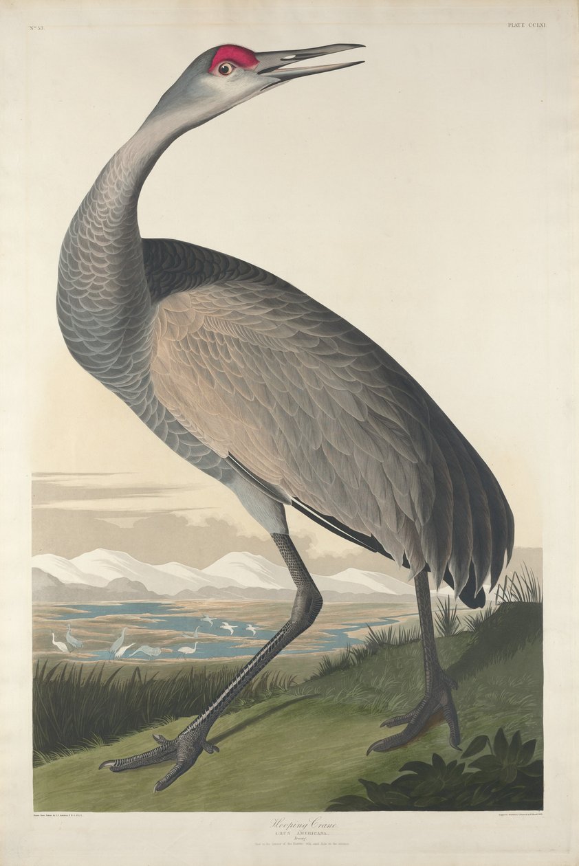 Hooping Crane od Robert Havell after John James Audubon