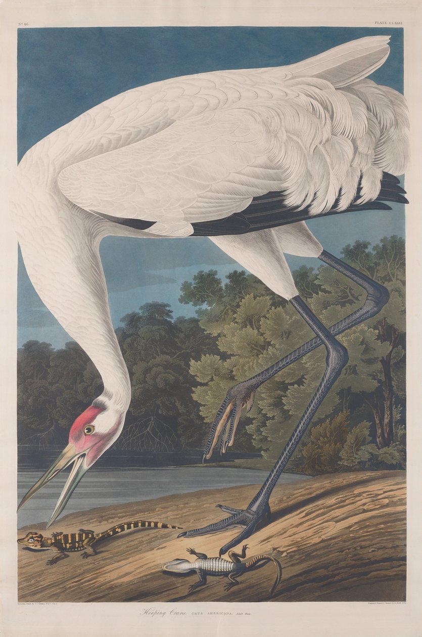 Hooping Crane od Robert Havell after John James Audubon