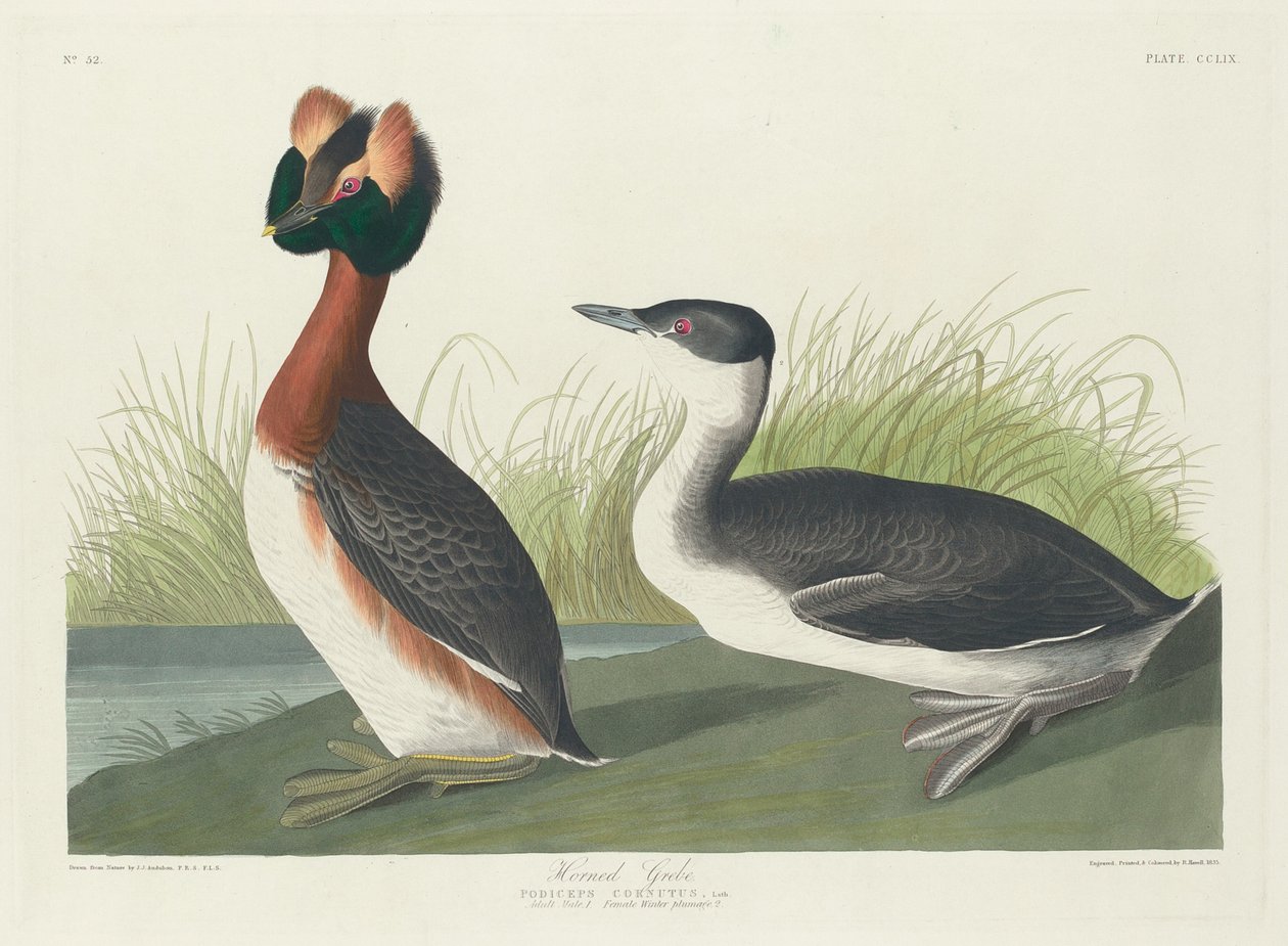 Potápka rohatá od Robert Havell after John James Audubon