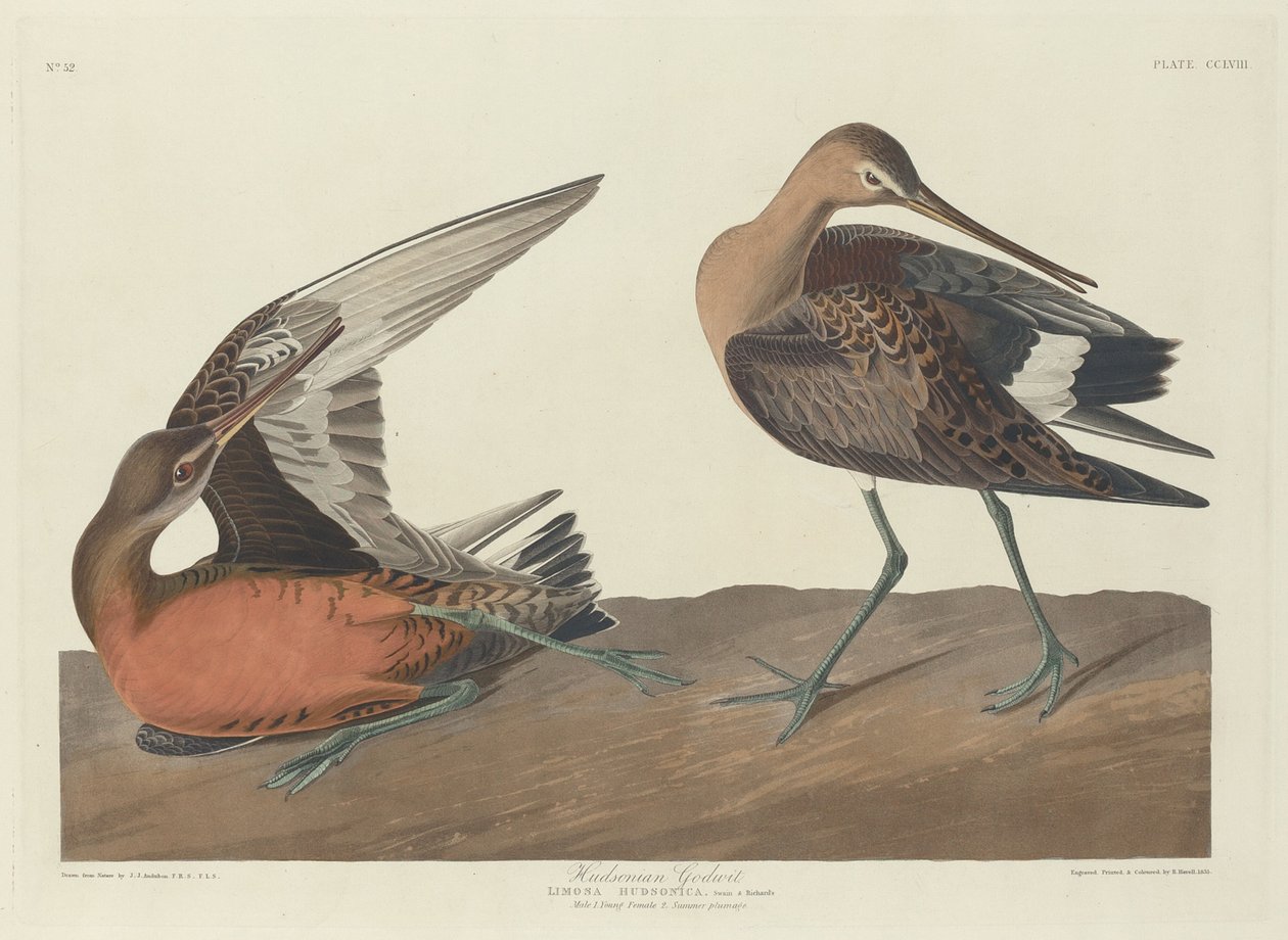 Hudsonian Godwit od Robert Havell after John James Audubon