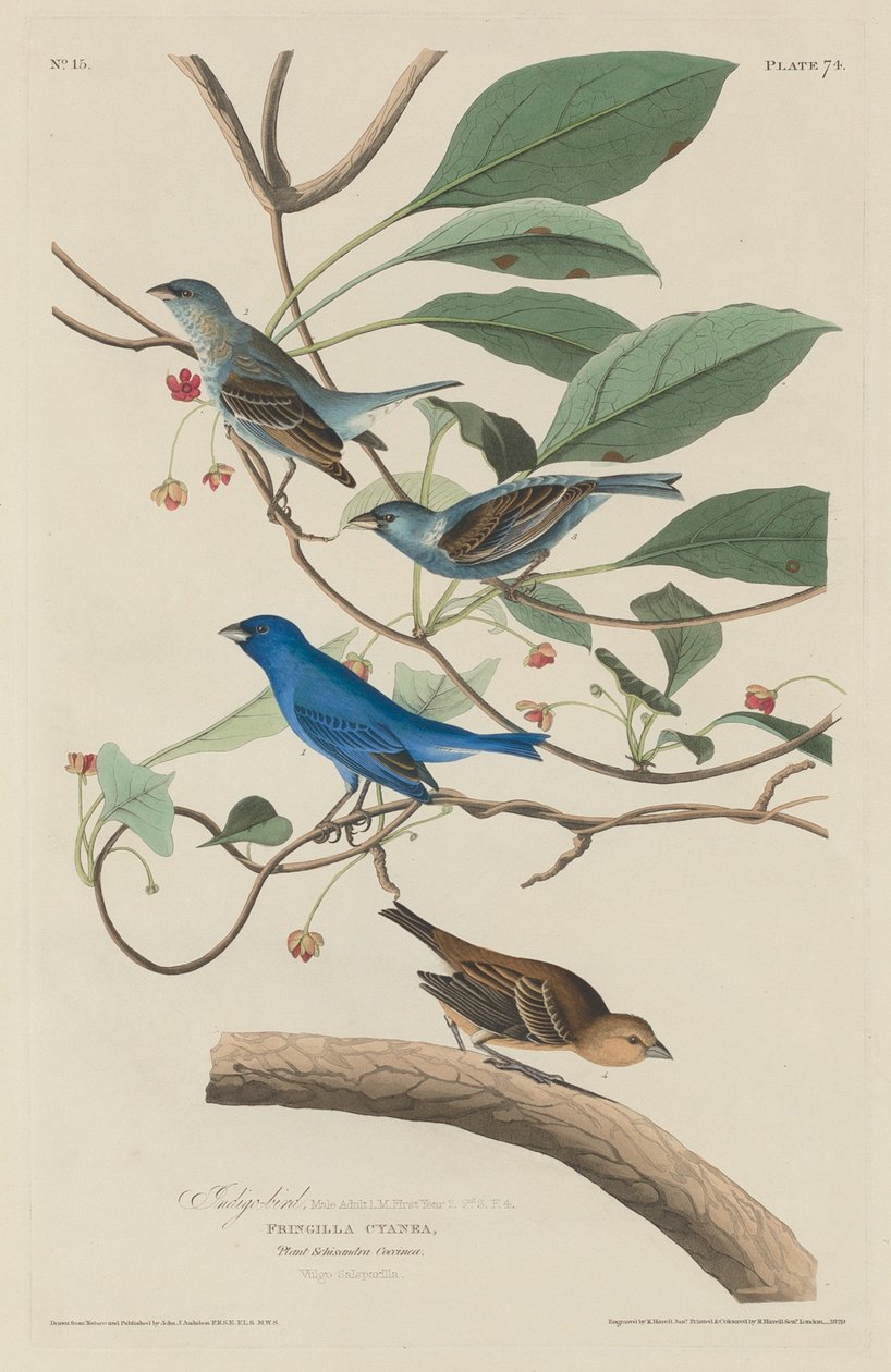 Indigo pták od Robert Havell after John James Audubon