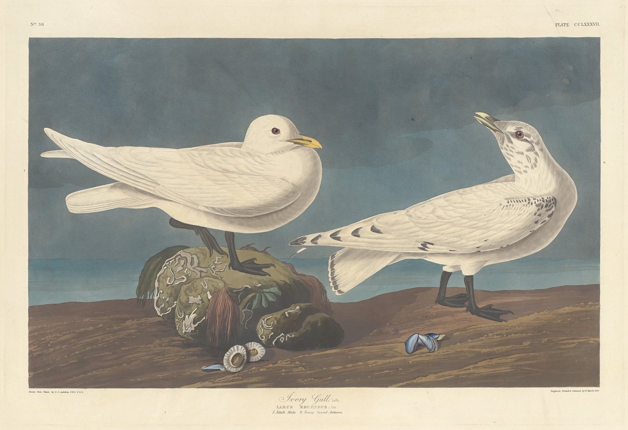 Racek ze slonoviny od Robert Havell after John James Audubon