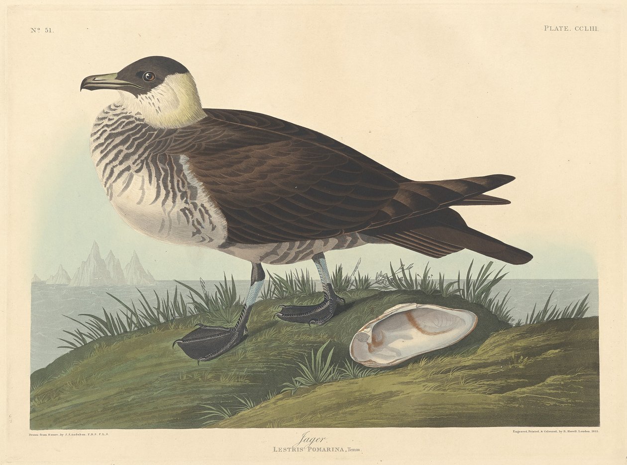 Jáger od Robert Havell after John James Audubon