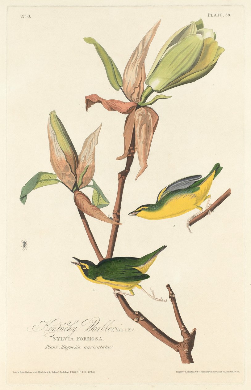 Pěnice Kentucky od Robert Havell after John James Audubon