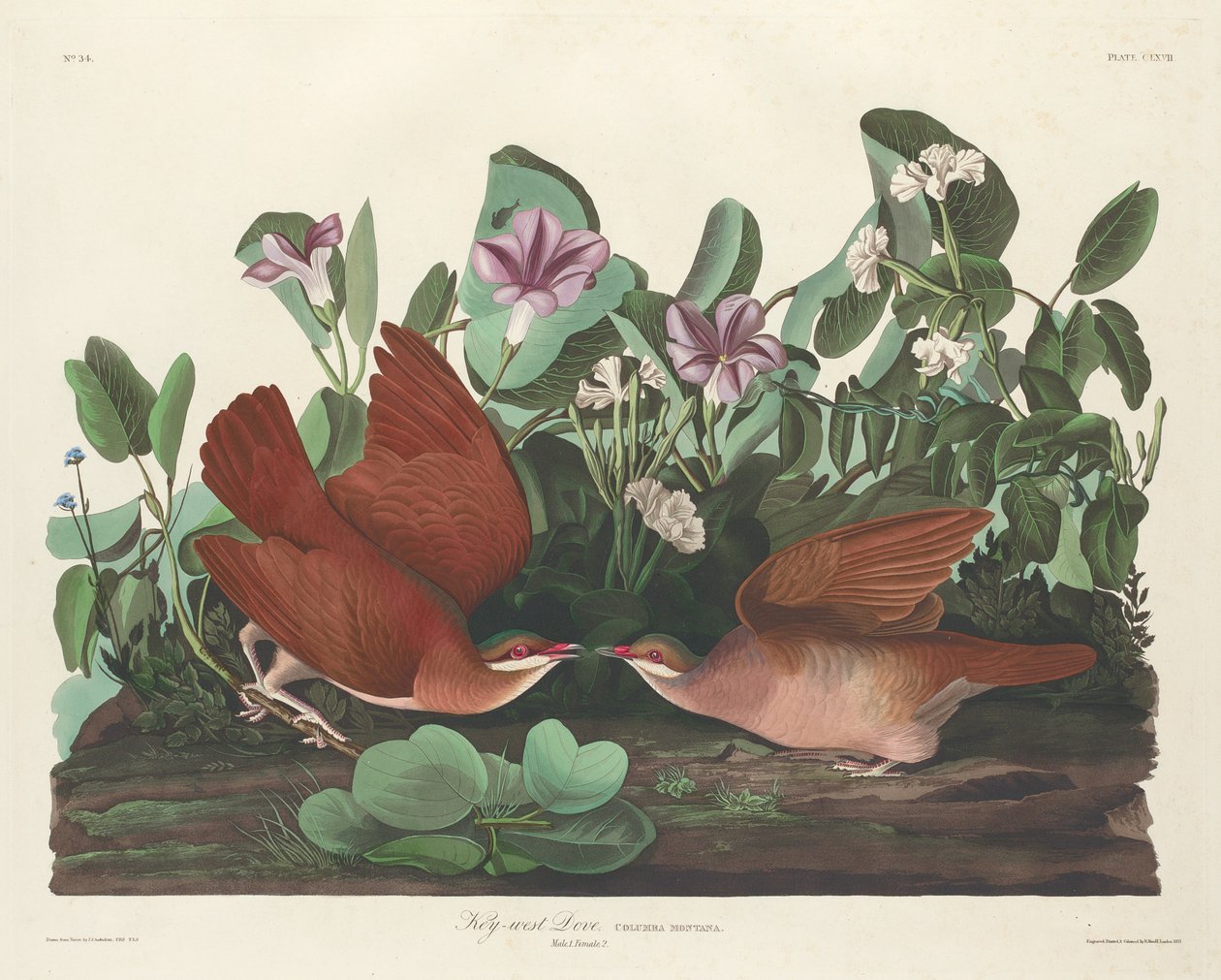 Key-west Dove od Robert Havell after John James Audubon