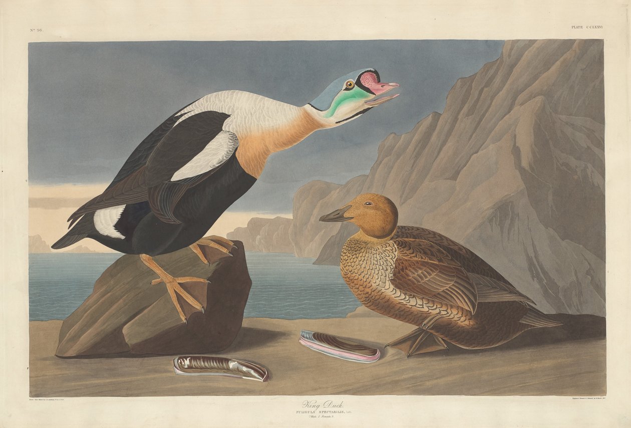 Kachna královská od Robert Havell after John James Audubon