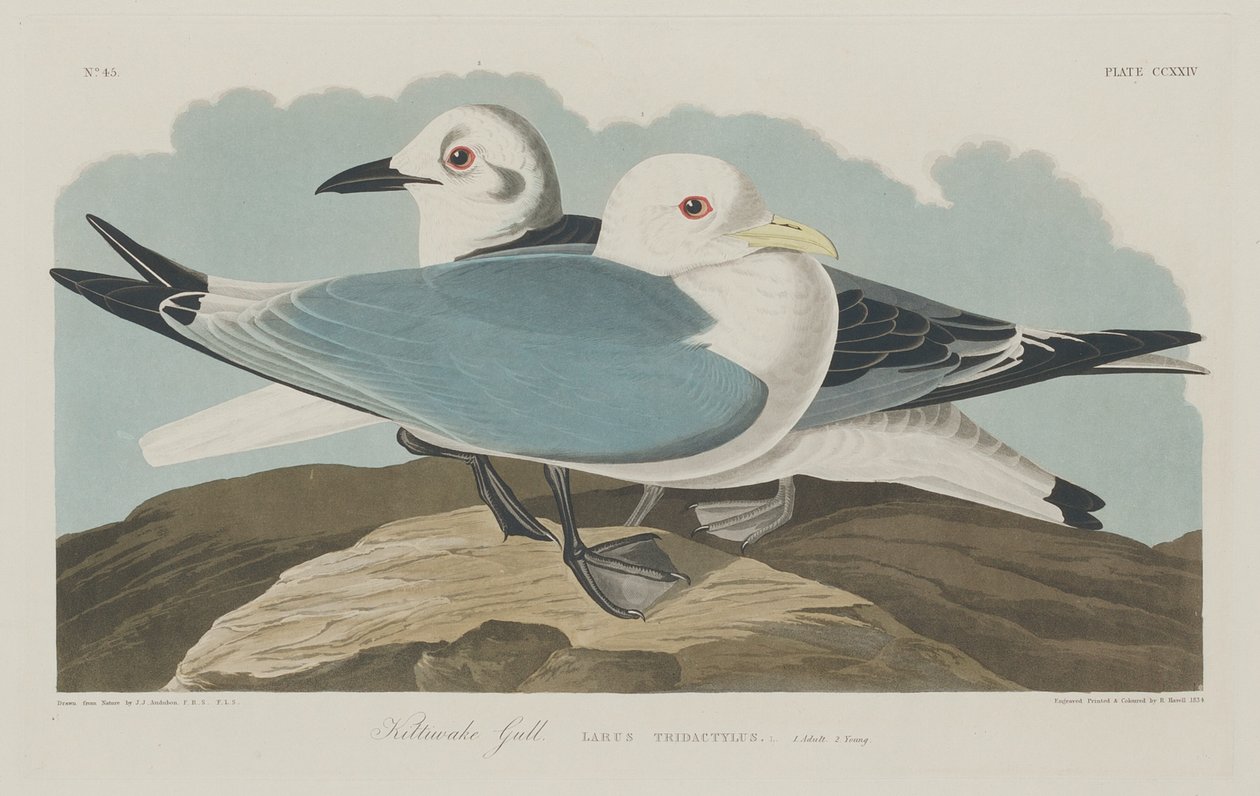 Kittiwake Gold od Robert Havell after John James Audubon