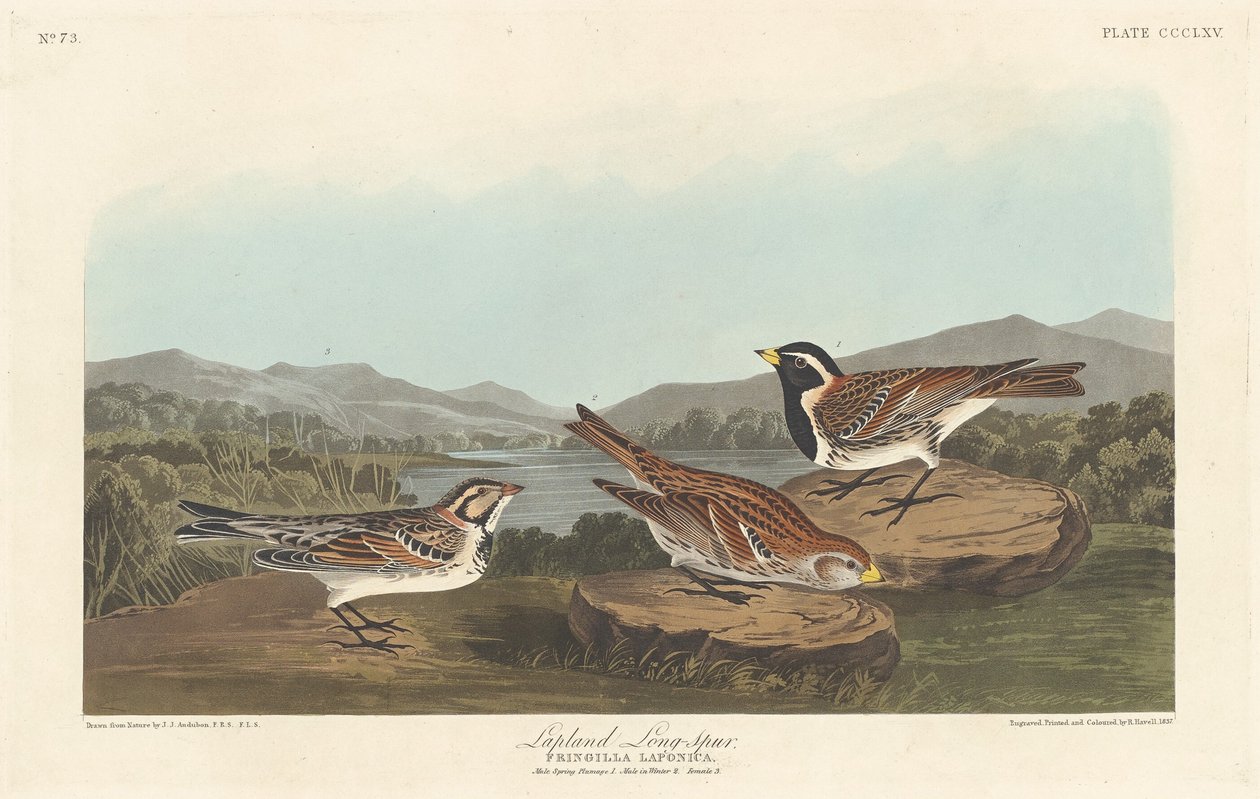 Laponsko Longspur od Robert Havell after John James Audubon