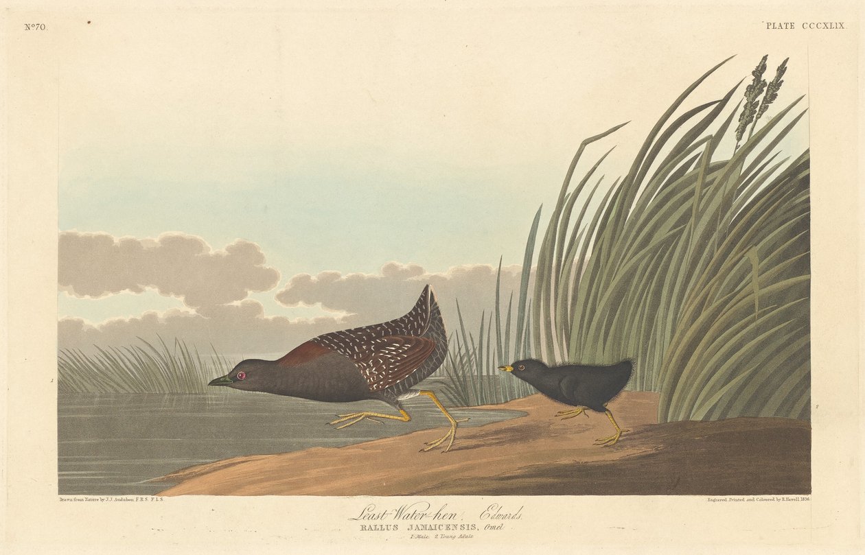 Nejméně vodní slepice od Robert Havell after John James Audubon