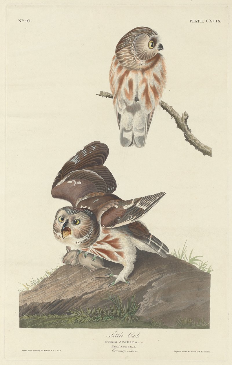 Malá sova od Robert Havell after John James Audubon
