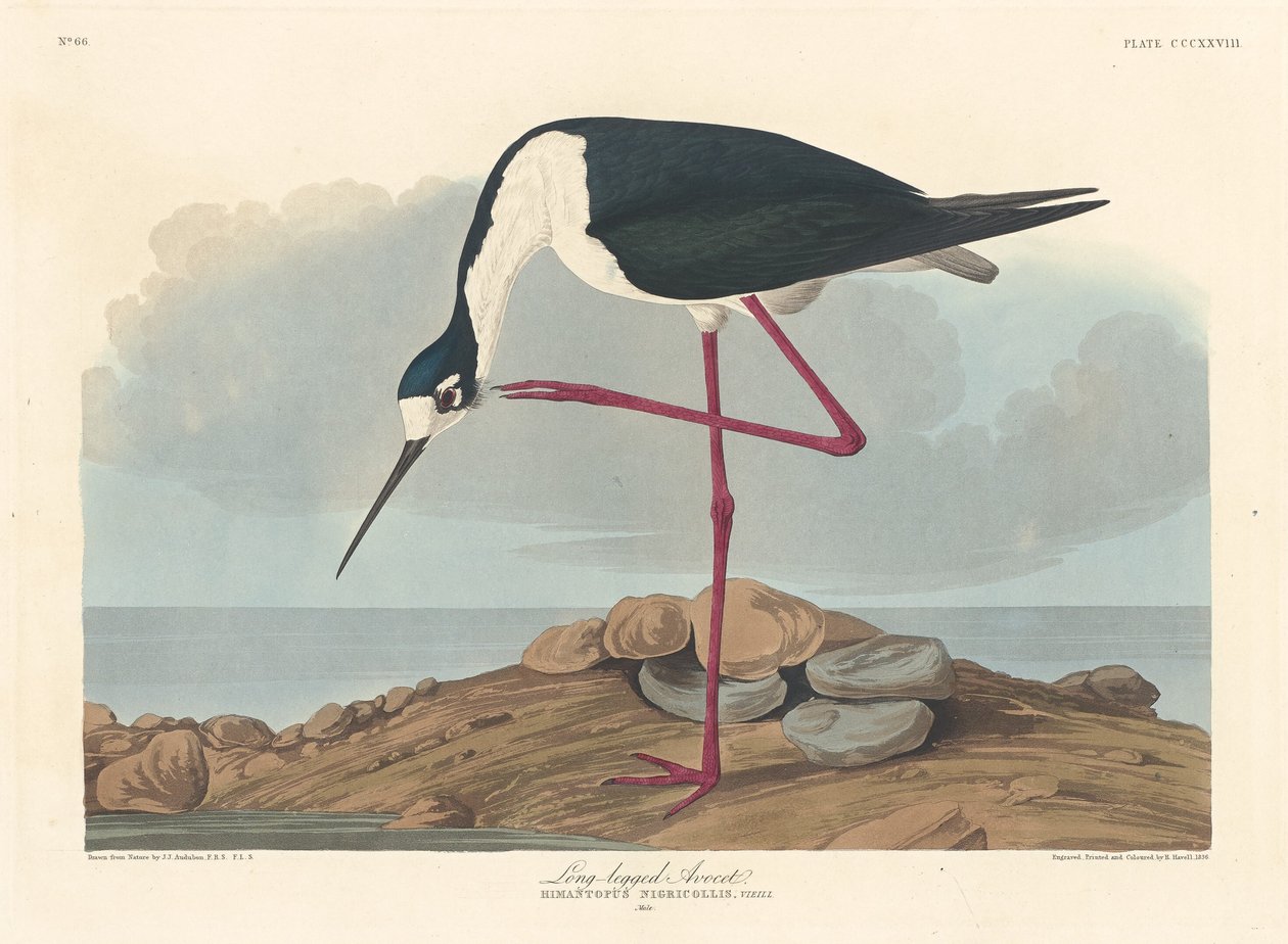 Dlouhonohý Avocet od Robert Havell after John James Audubon