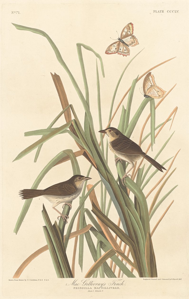 MacGillivrayův Finch od Robert Havell after John James Audubon