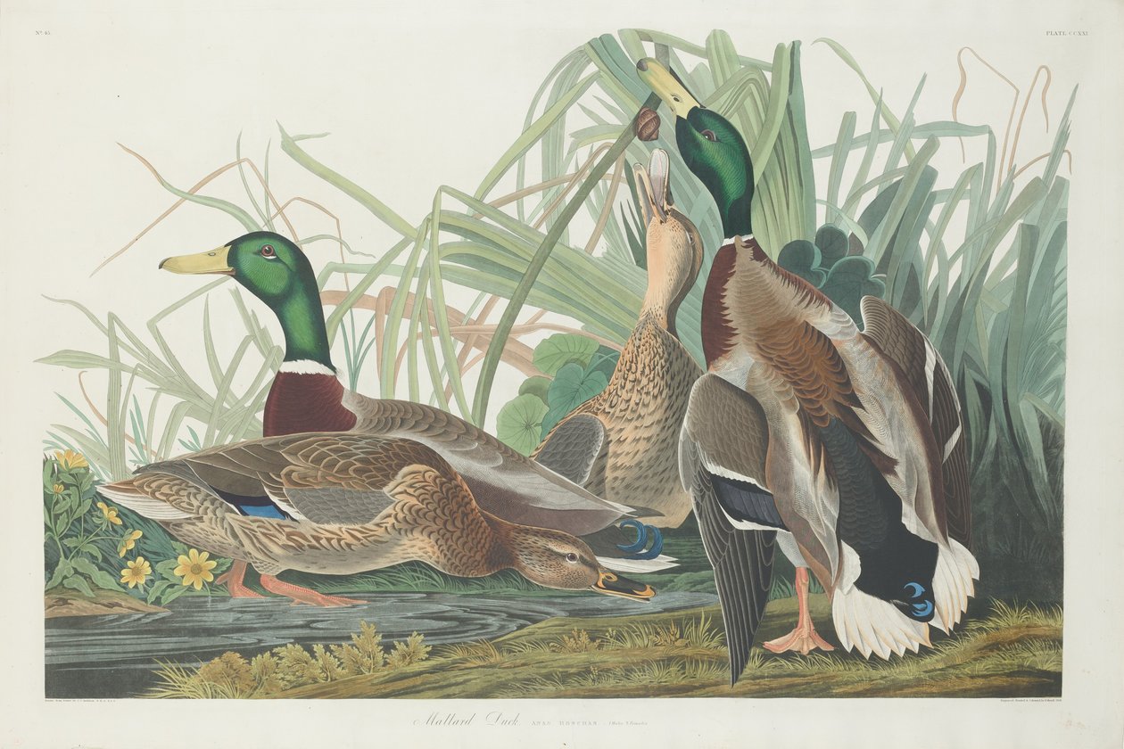 Kachna divoká od Robert Havell after John James Audubon