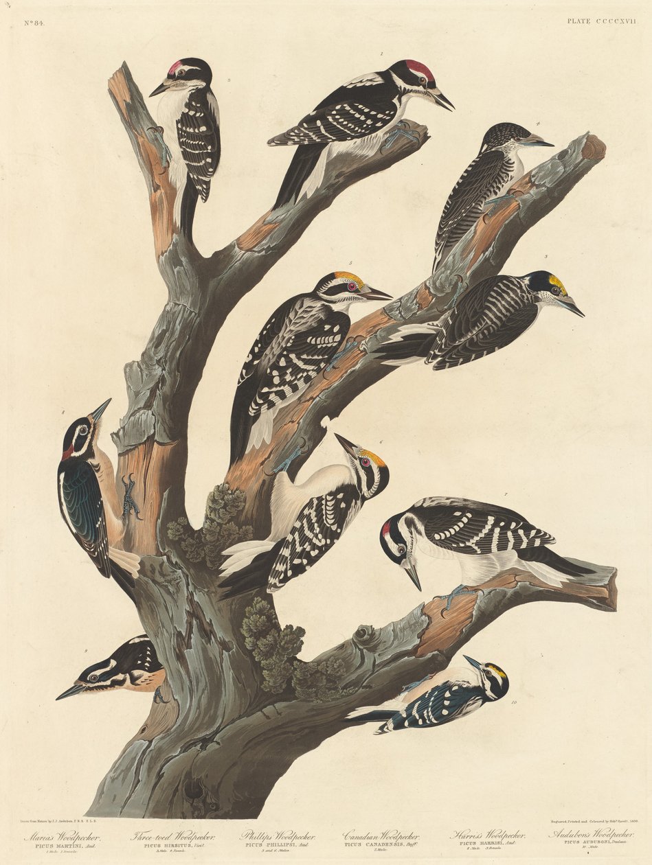 Datel Marie od Robert Havell after John James Audubon