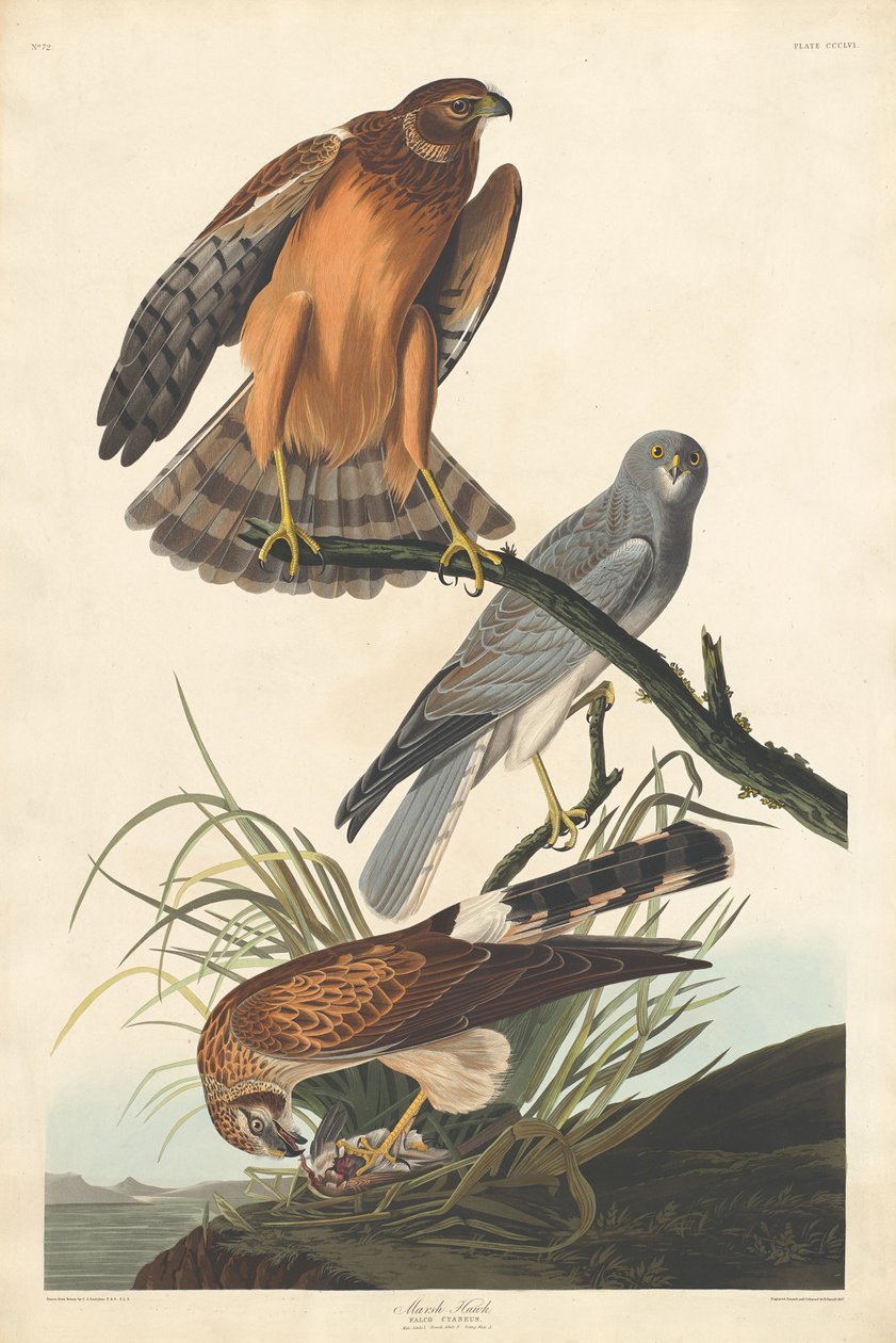 Marsh Hawk od Robert Havell after John James Audubon