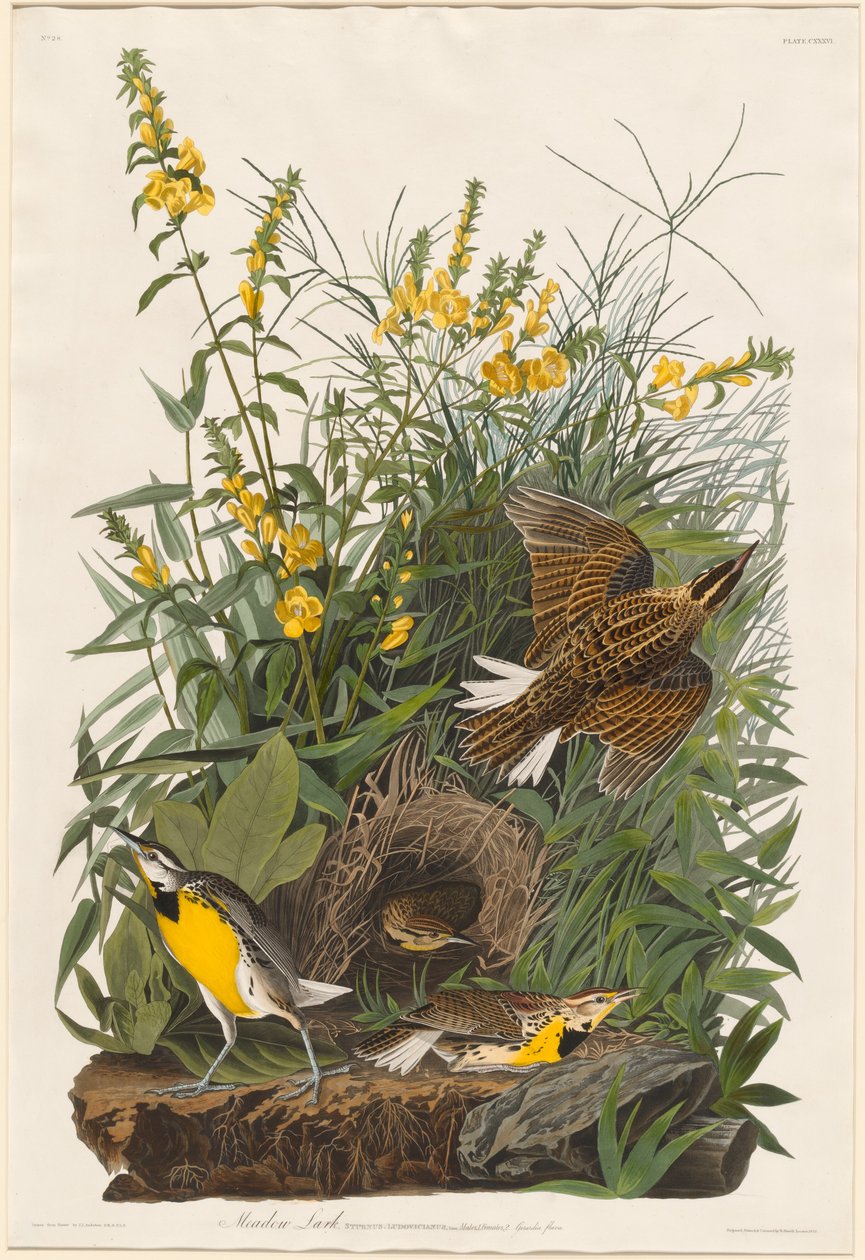 Skřivan luční od Robert Havell after John James Audubon