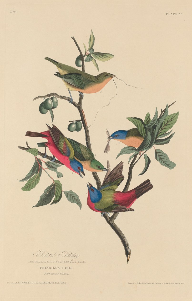 Strnad malovaný od Robert Havell after John James Audubon