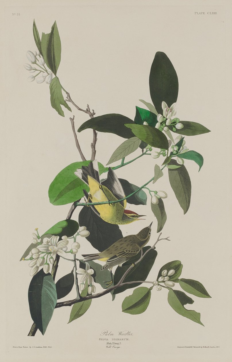 Pěnice palmová od Robert Havell after John James Audubon