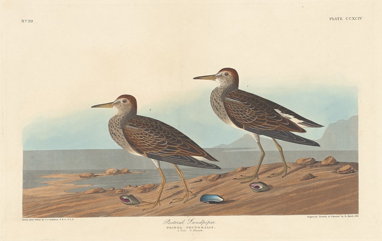 Jespák prsní od Robert Havell after John James Audubon