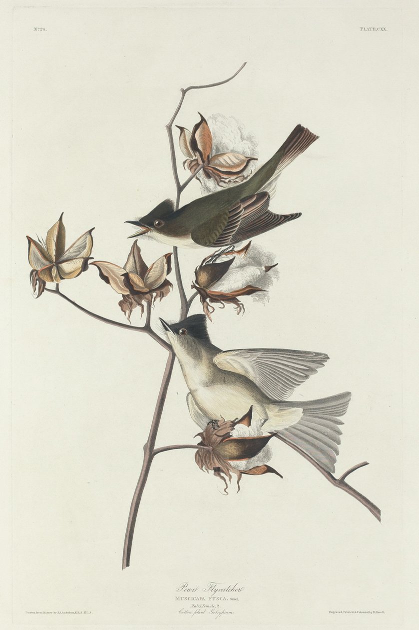 Mucholapka Pewita od Robert Havell after John James Audubon