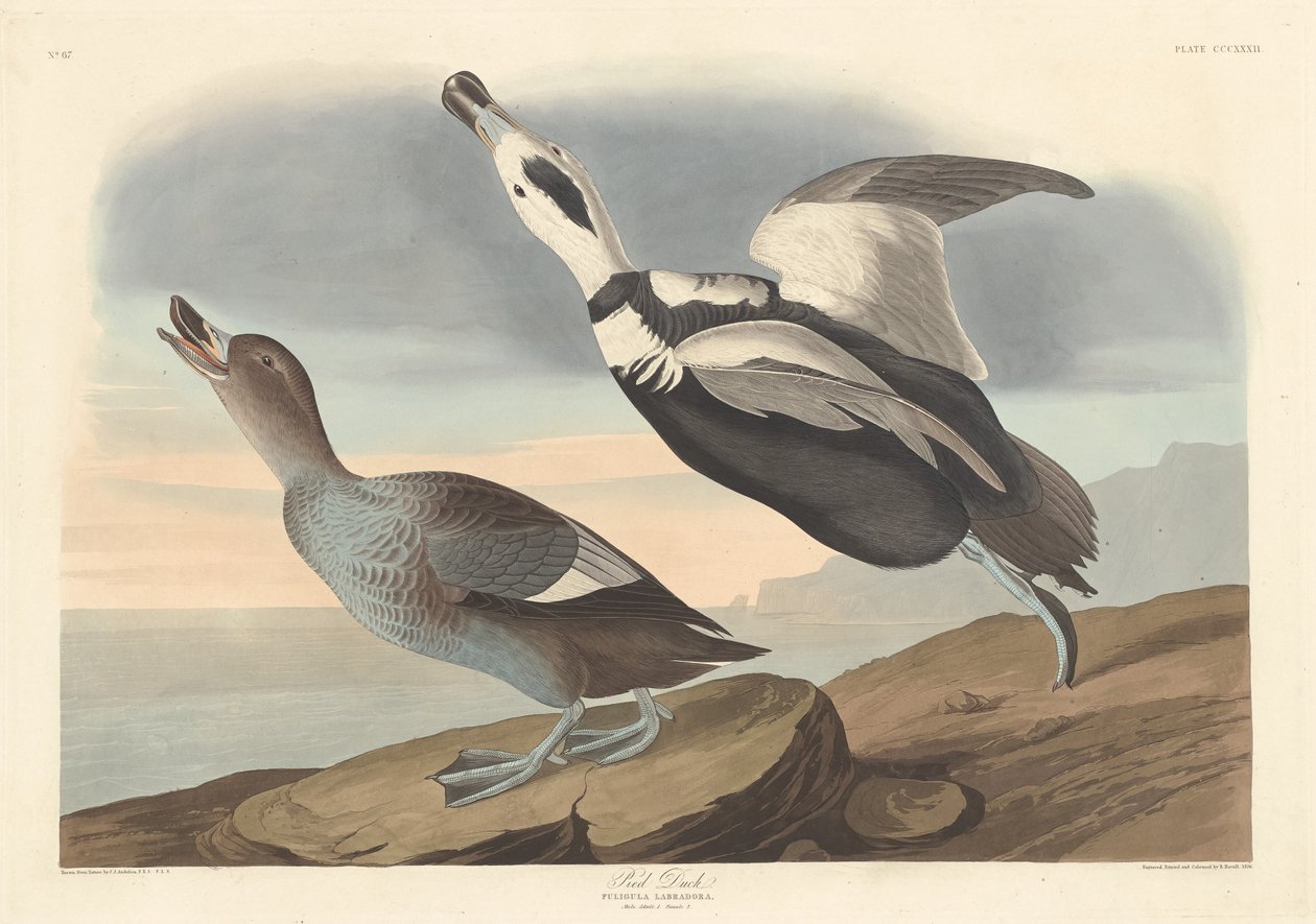 Strakatá kachna od Robert Havell after John James Audubon