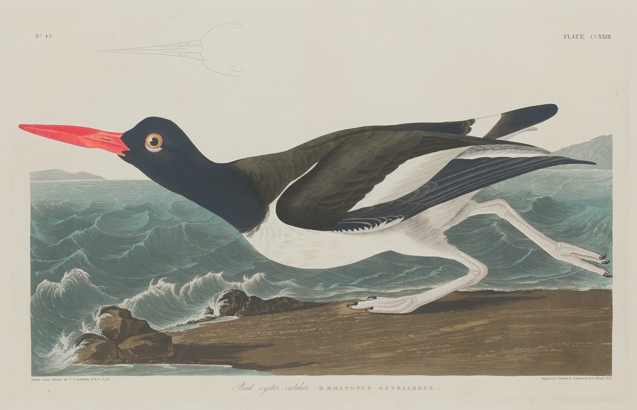 Ústřice strakatá od Robert Havell after John James Audubon