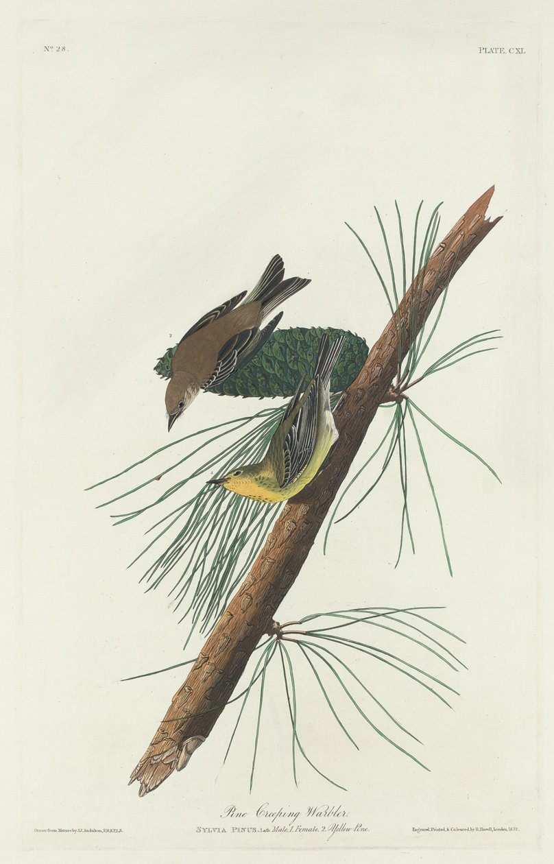 Pine plazivý pěnice od Robert Havell after John James Audubon