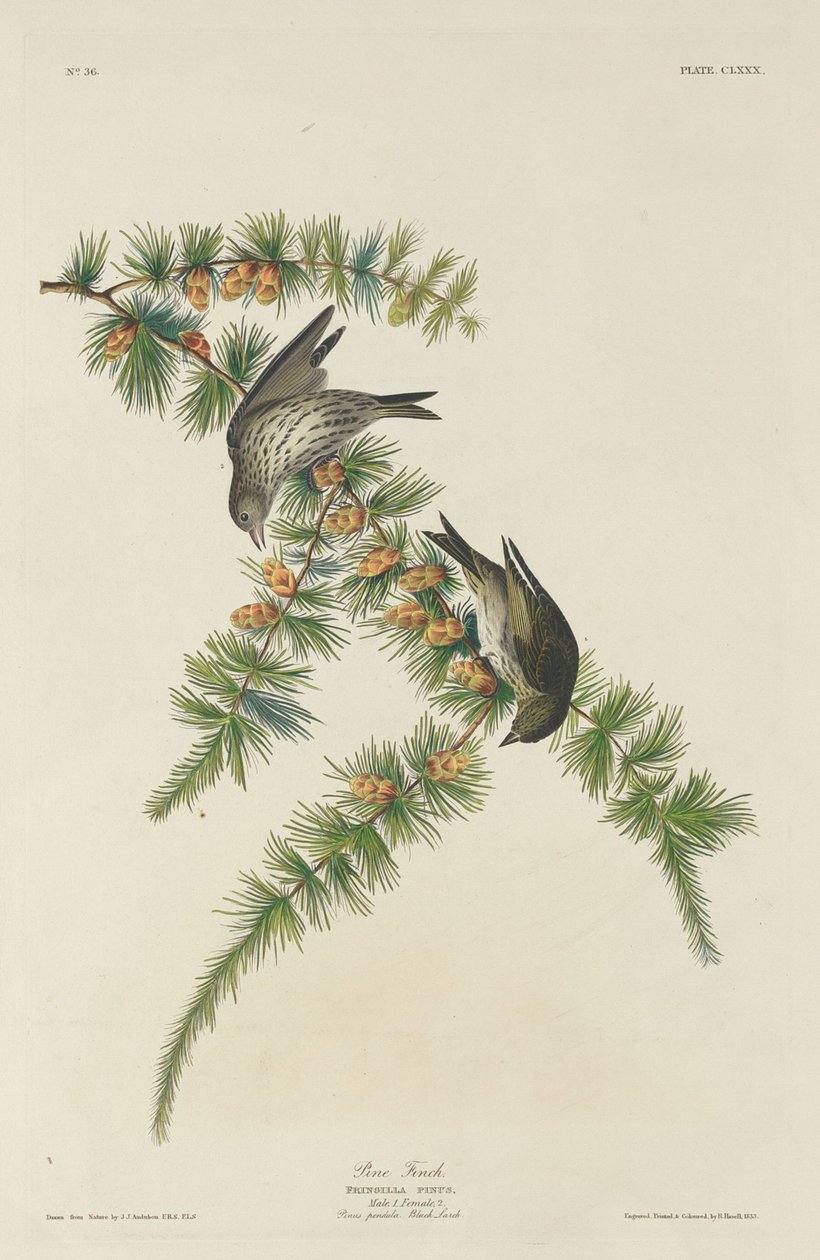 Pine Finch od Robert Havell after John James Audubon