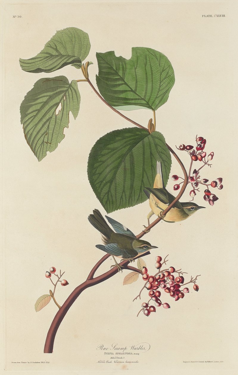 Pine Swamp pěnice od Robert Havell after John James Audubon