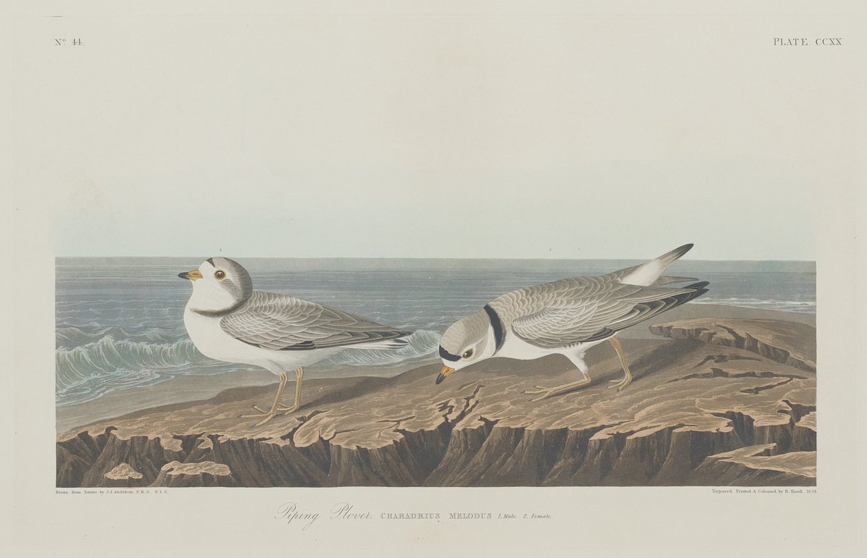 Kulík potrubí od Robert Havell after John James Audubon