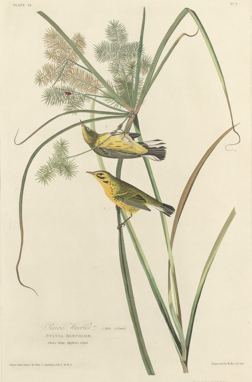 Pěnice prérijní od Robert Havell after John James Audubon