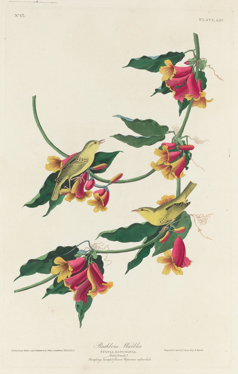 Rathbone pěnice od Robert Havell after John James Audubon