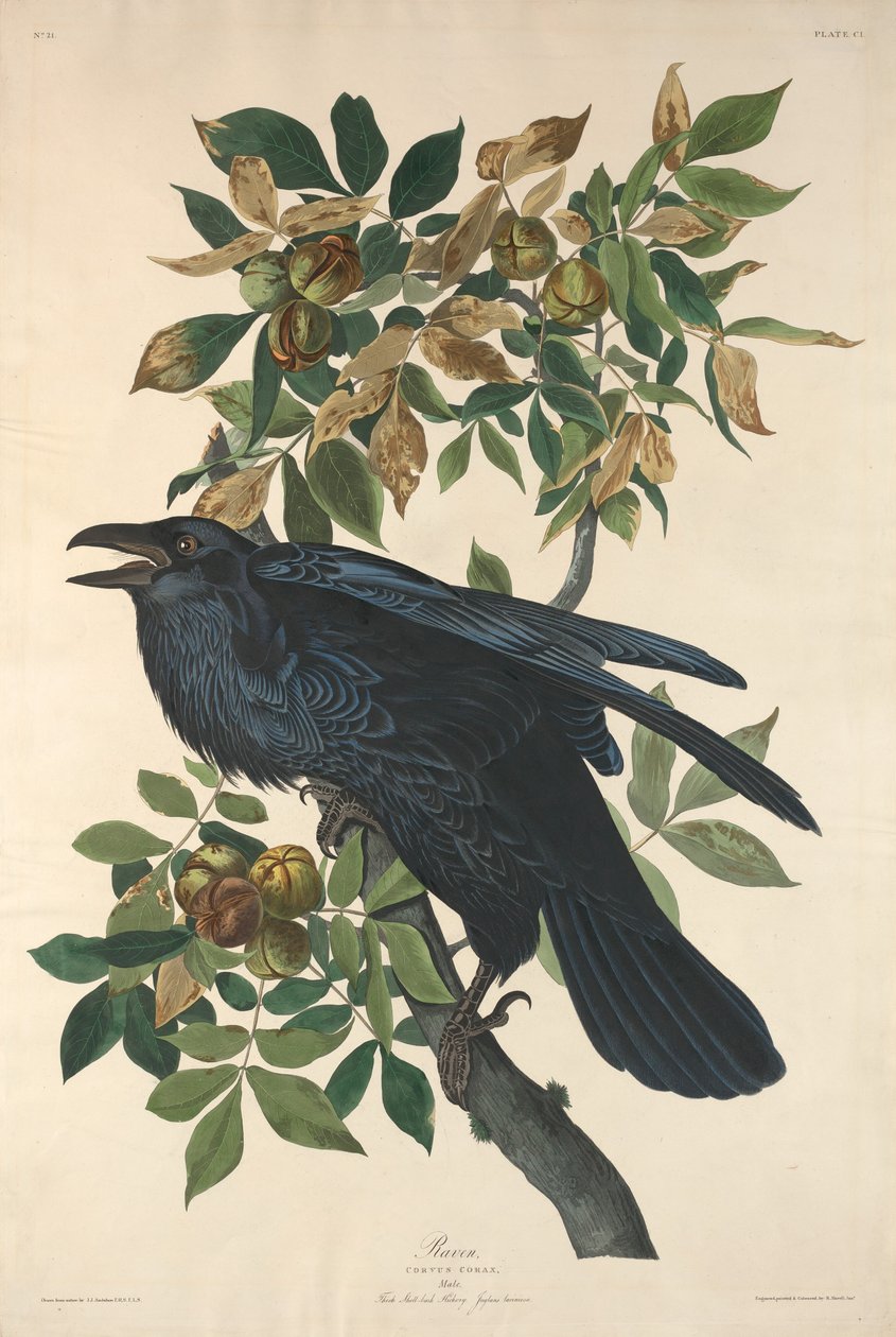 Havran od Robert Havell after John James Audubon