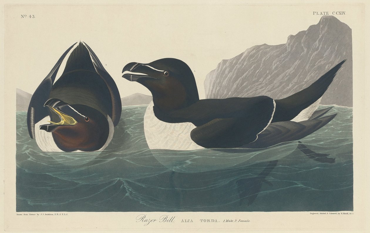 Břitva Billa od Robert Havell after John James Audubon