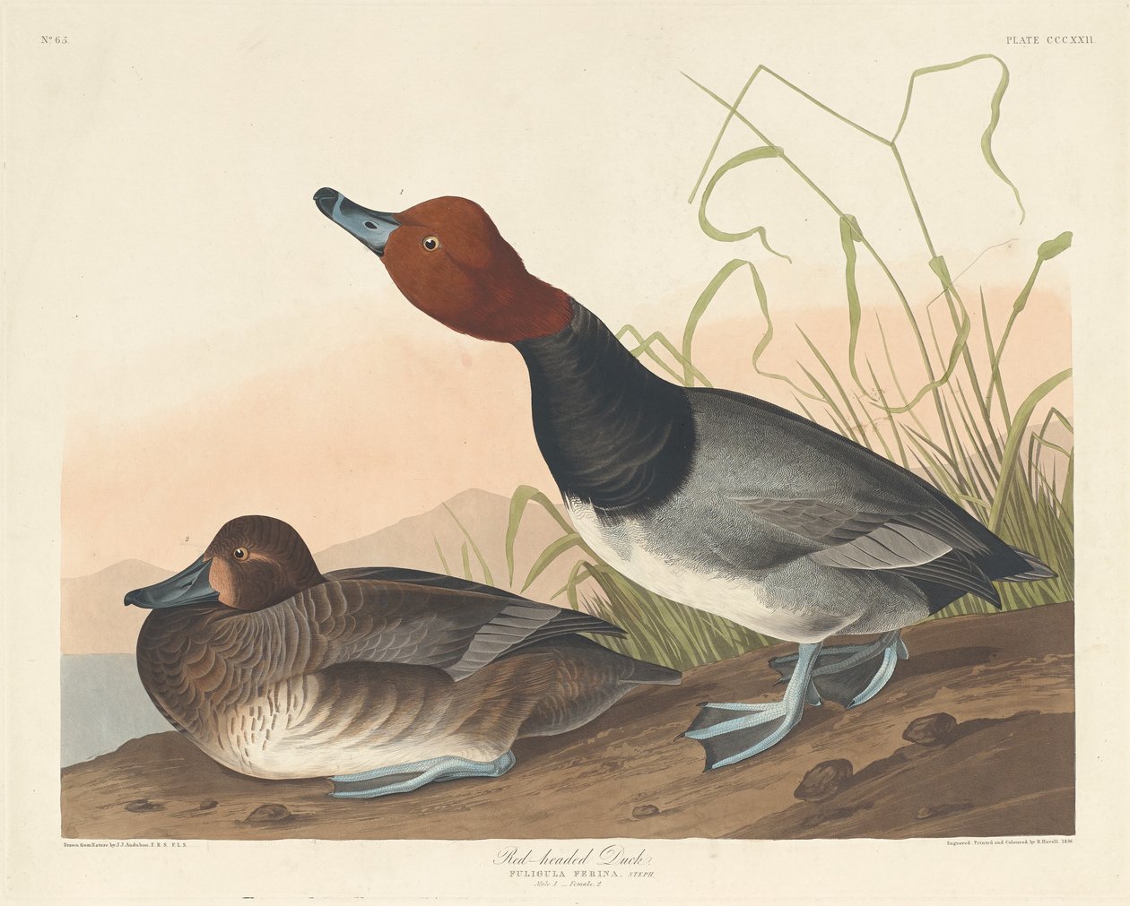 Kachna rudohlavá od Robert Havell after John James Audubon