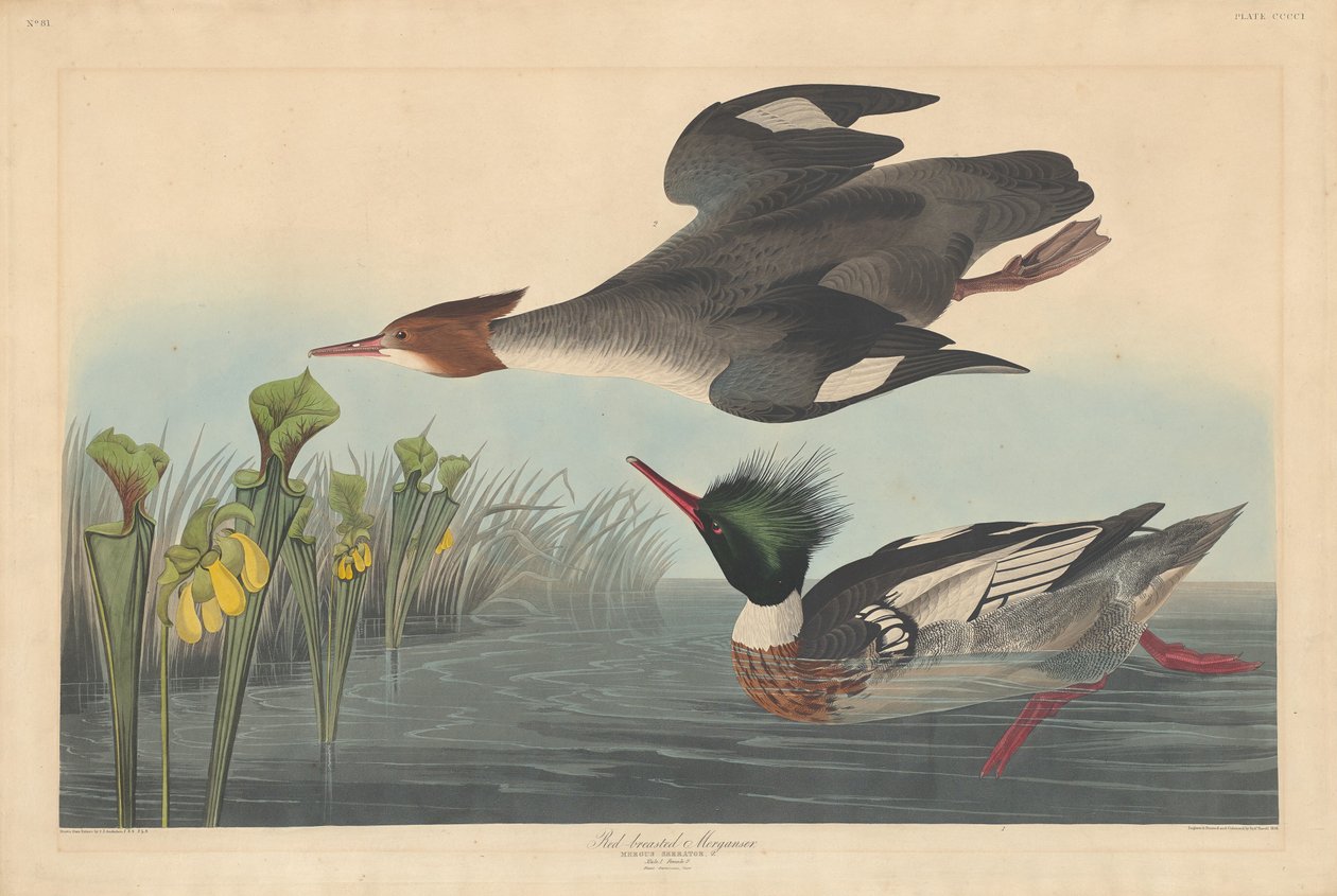 Merganec rudoprsý od Robert Havell after John James Audubon