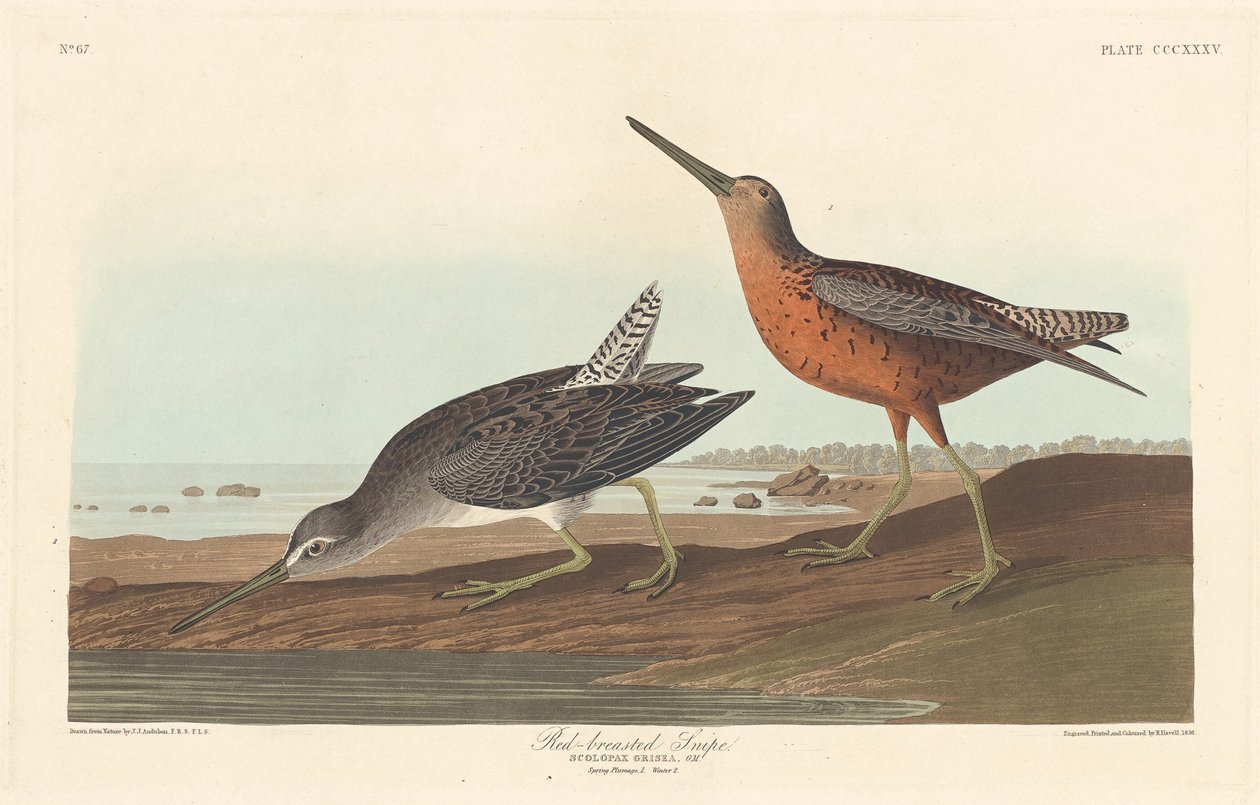 Snipe červenoprsý od Robert Havell after John James Audubon