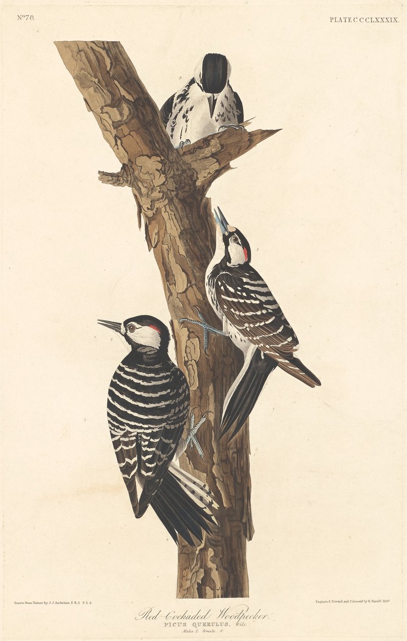 Datel červený od Robert Havell after John James Audubon