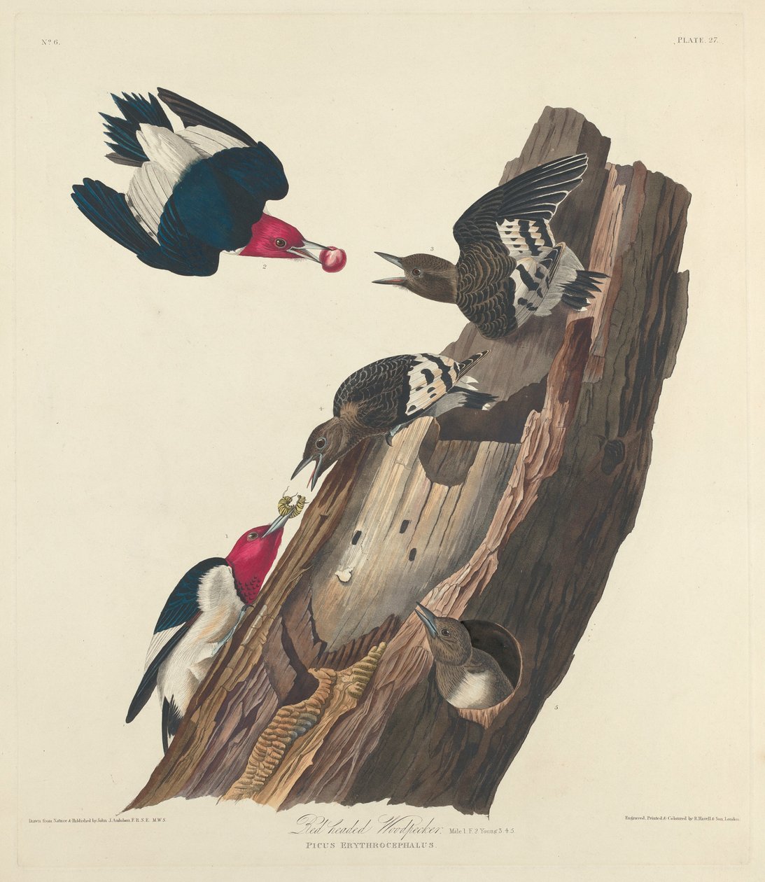Datel rudohlavý od Robert Havell after John James Audubon
