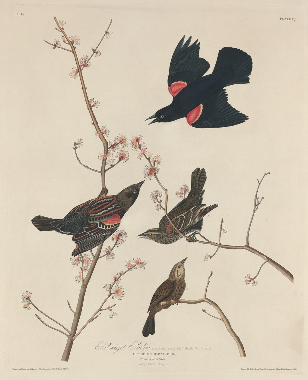 Špaček červenokřídlý od Robert Havell after John James Audubon