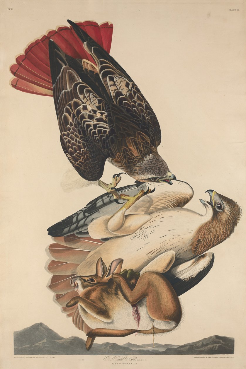 Jestřáb červený od Robert Havell after John James Audubon