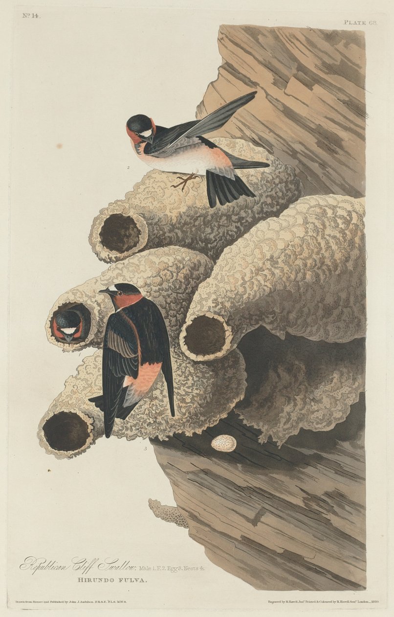 Republikánský Cliff Swallow od Robert Havell after John James Audubon