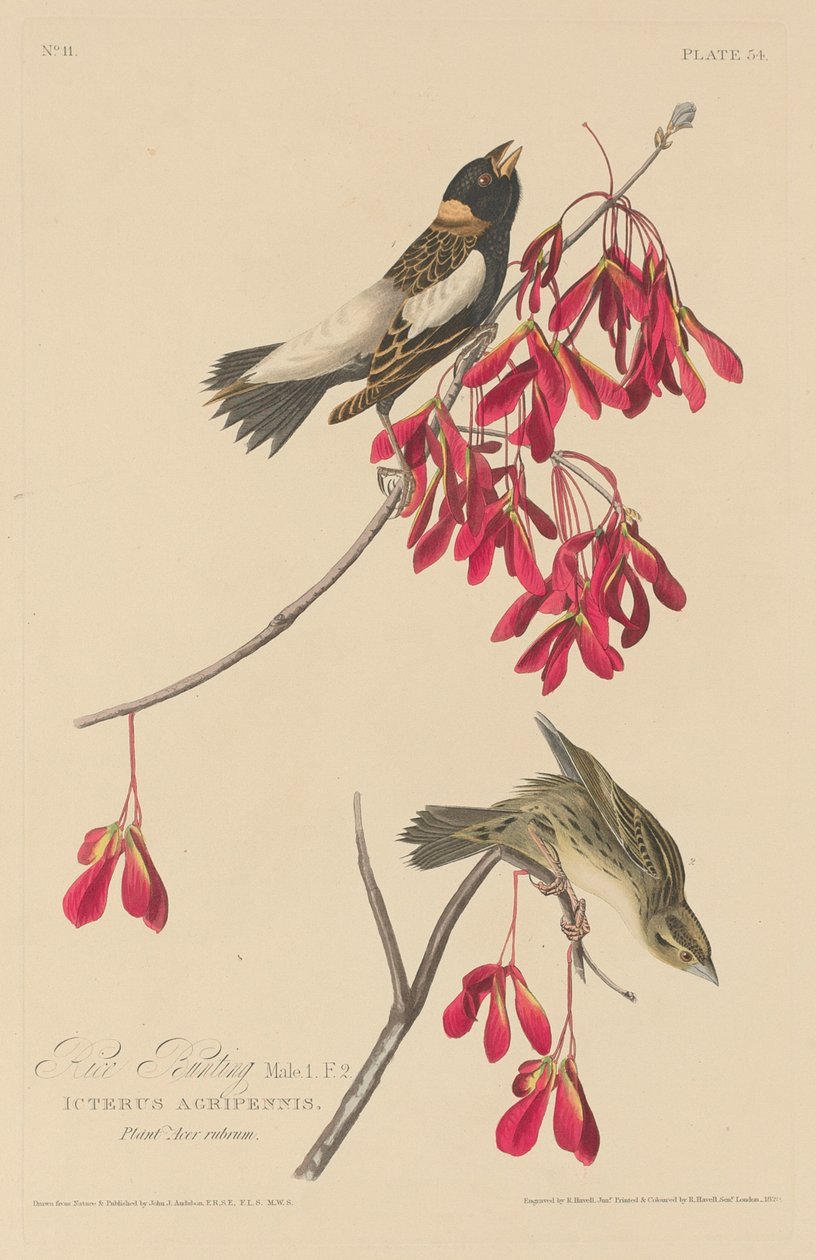 Strnad rýžový od Robert Havell after John James Audubon
