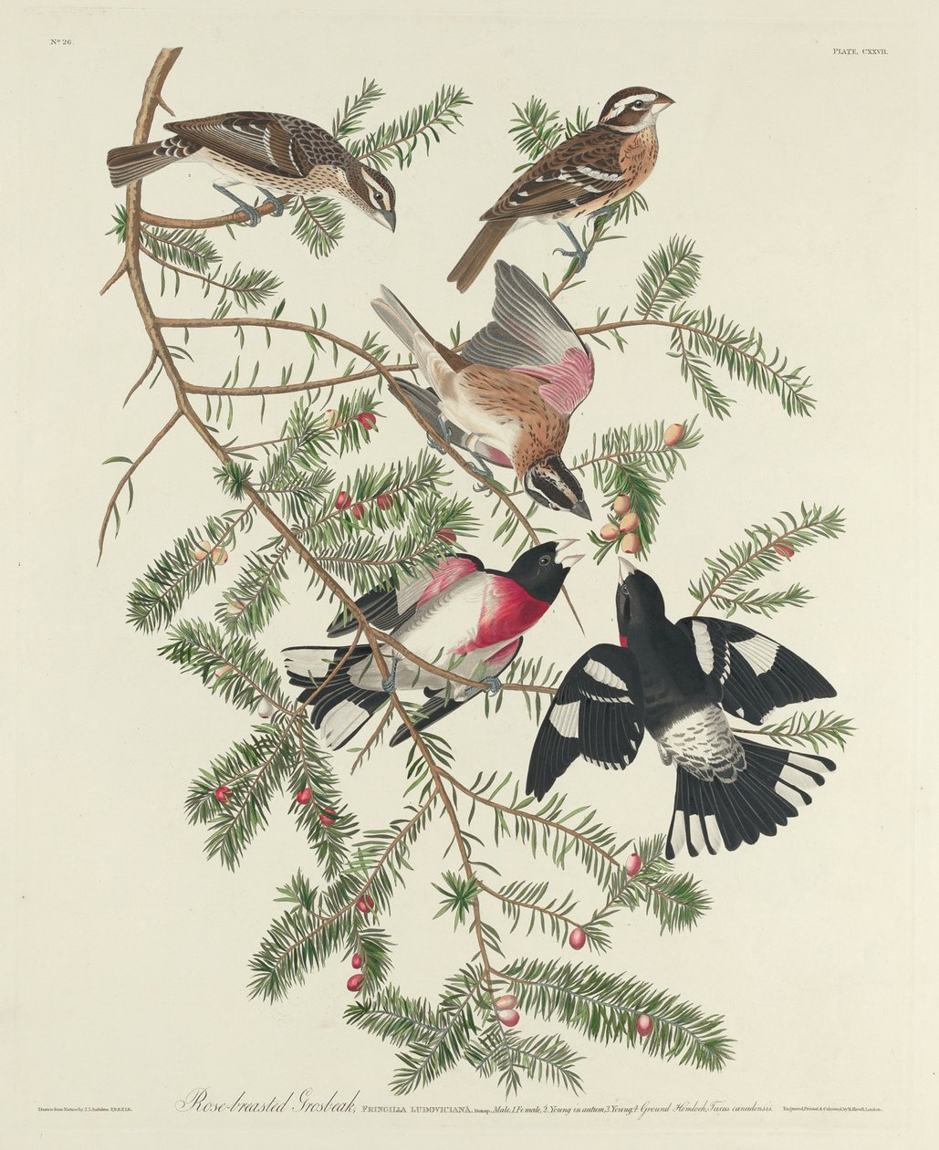 Grosbeak růžový od Robert Havell after John James Audubon