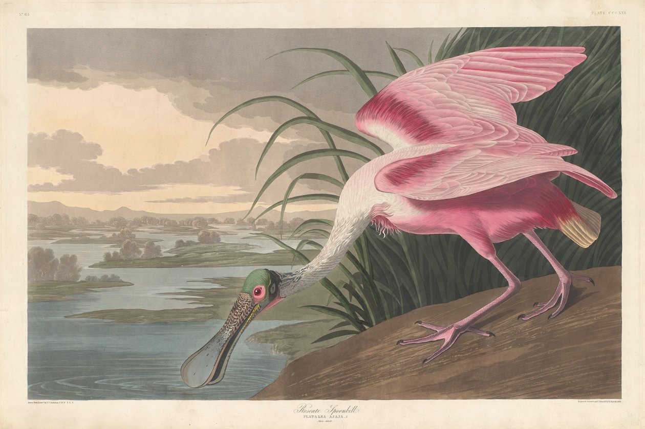 Spoonbill růžový od Robert Havell after John James Audubon