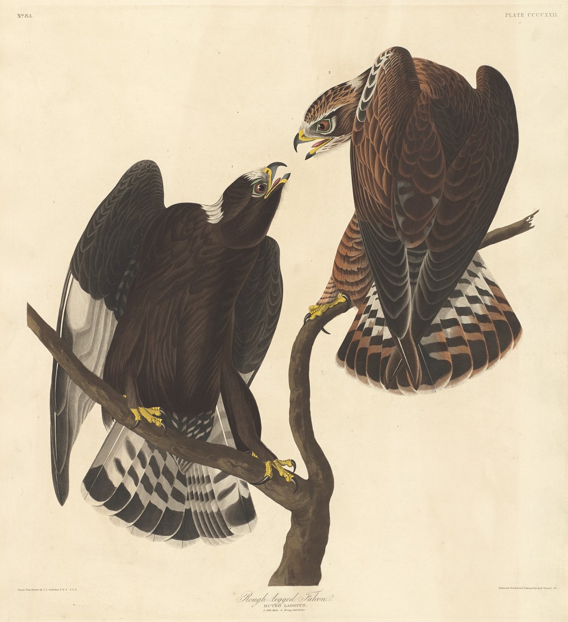 Sokol drsnonohý od Robert Havell after John James Audubon