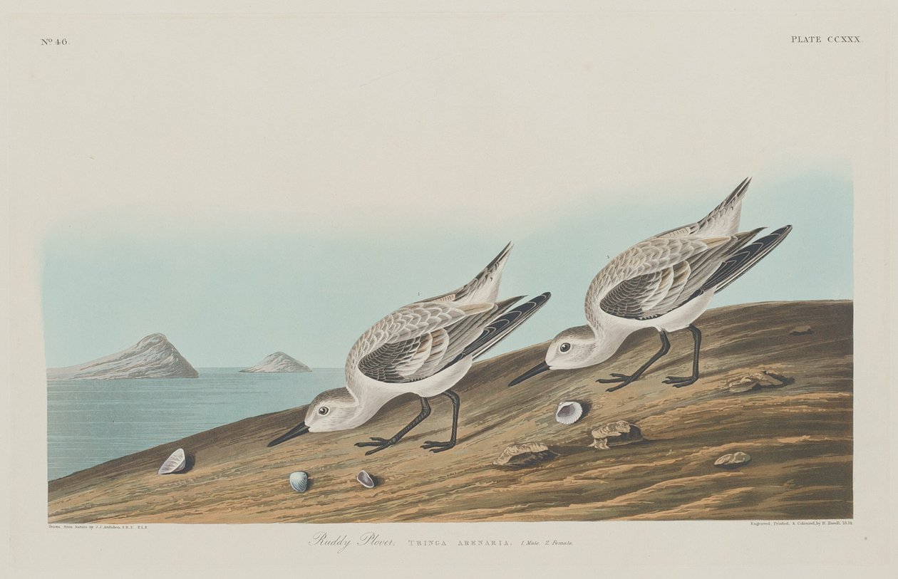 Ruddy Plover od Robert Havell after John James Audubon