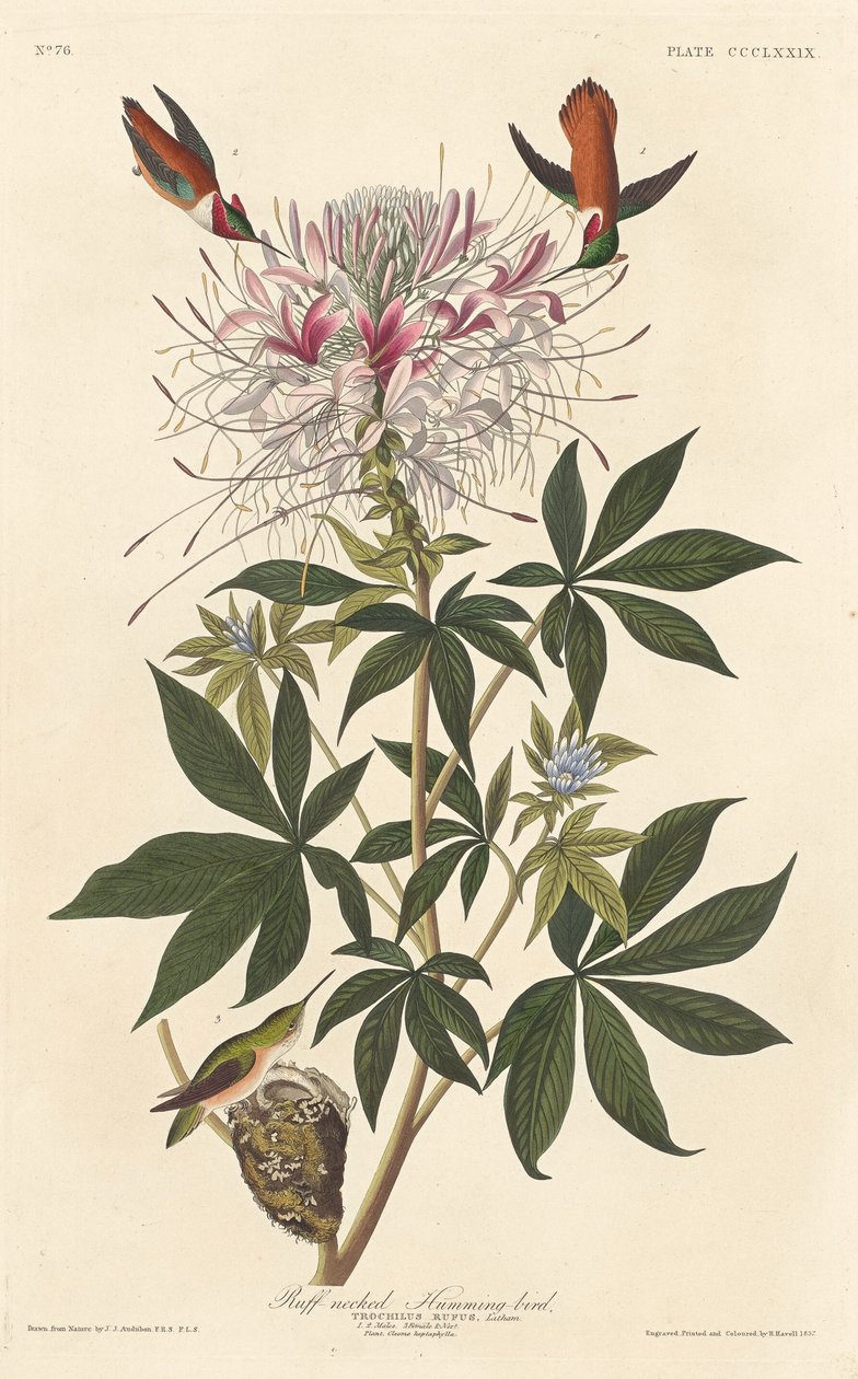 Kolibřík s nařaseným krkem od Robert Havell after John James Audubon