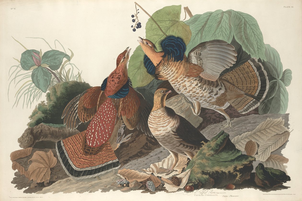 Tetřev ryšavý od Robert Havell after John James Audubon