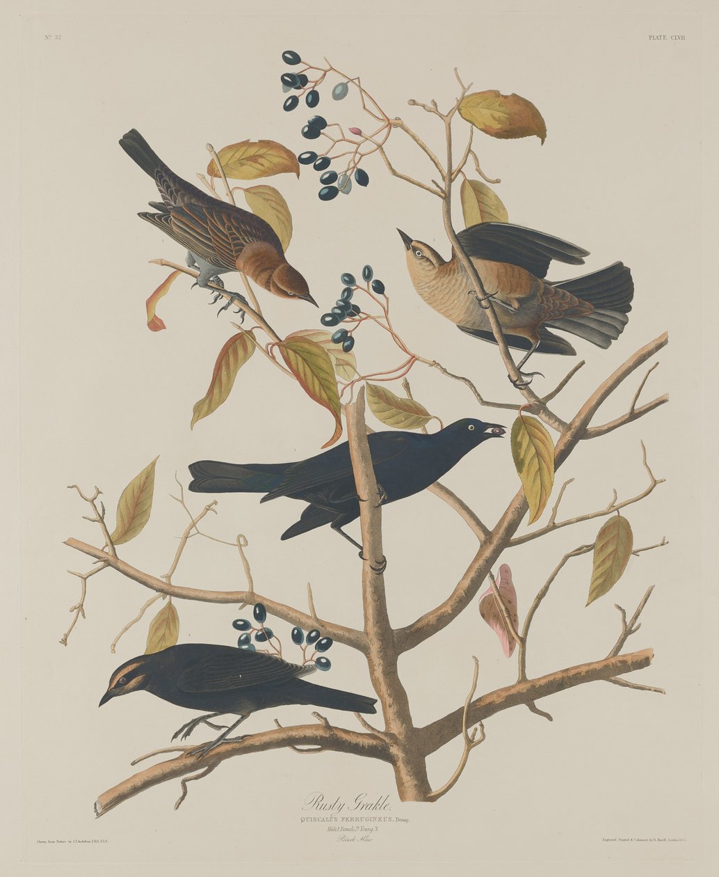 Rusty Grakle od Robert Havell after John James Audubon
